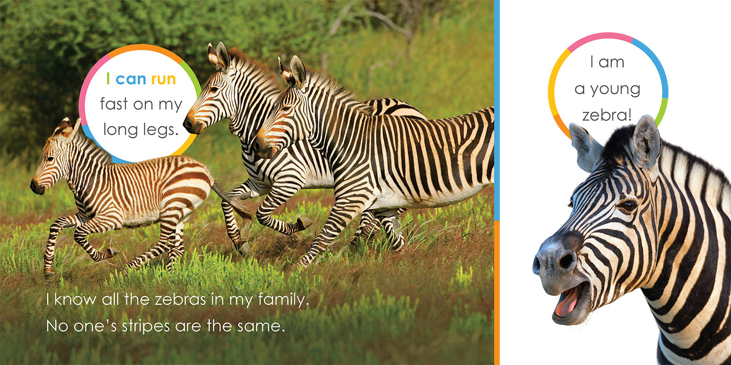Baby Zebras Book - 9781640263574 - Fun Animal Stories for Kids, Perfect for Bedtime Reading & Early Learning