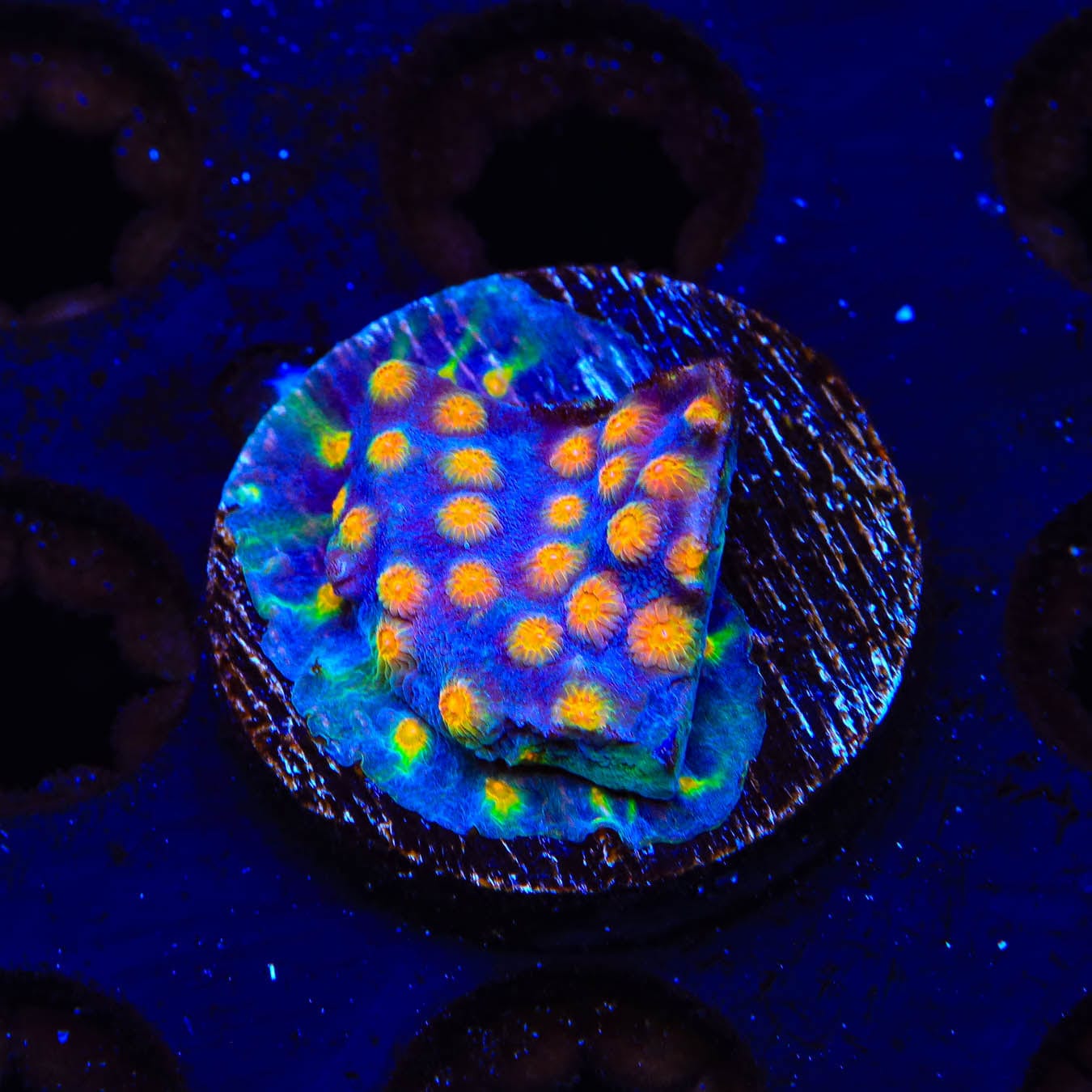 CB Monet Madness Cyphastrea Coral - Rare Saltwater Coral for Reef Tanks | Perfect for Aquascaping & Marine Aquariums