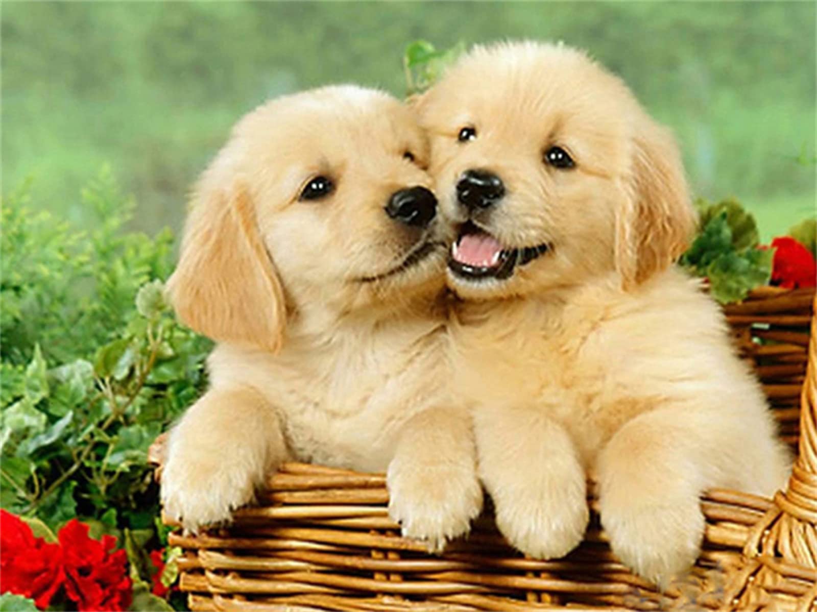5D Diamond Painting Kit - Two Cute Golden Retrievers (32x48in/80x120cm) Full Round Drill DIY Art Craft for Kids & Adults - Home Wall Decor, Gift Idea for Relaxation & Stress Relief