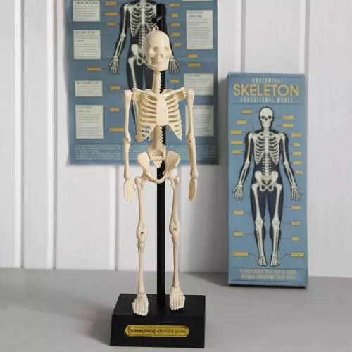Human Anatomical Skeleton Model - Life Size Medical Teaching Aid for Students, Doctors & Science Classrooms | Perfect for Anatomy Study, Medical Training & Educational Displays