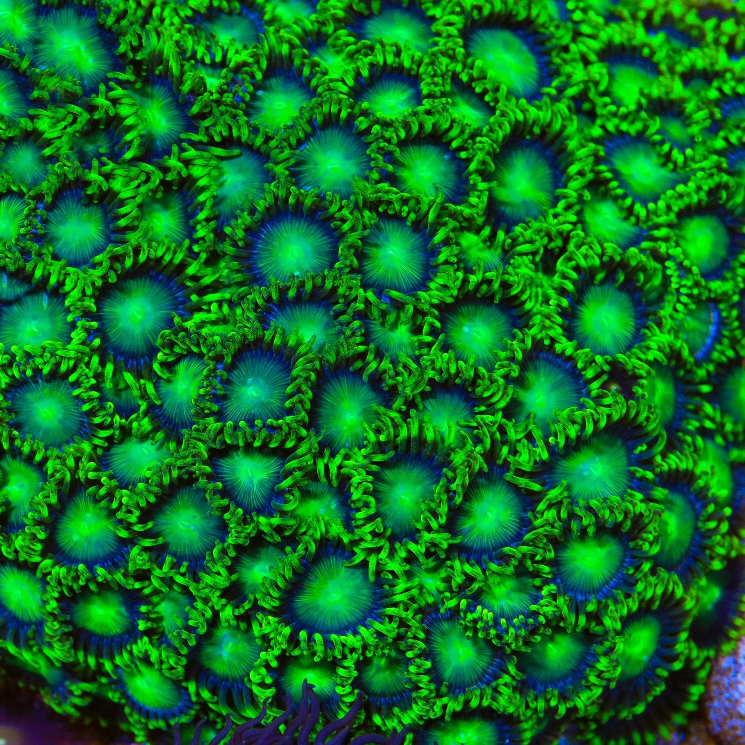 Premium Emerald Green Zoanthids Coral for Saltwater Aquariums - Vibrant Live Coral for Reef Tanks & Marine Aquascaping