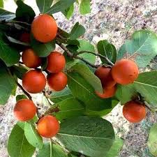 Organic Strychnos Nux Vomica Fruit Seeds (20 Count) - Premium Orange Medicinal Plant Seeds for Home Gardening, Herbal Remedies & Ayurvedic Medicine