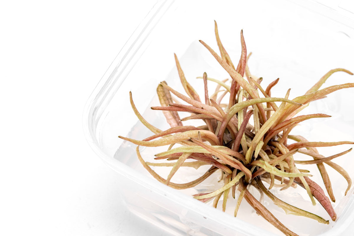 Cryptocoryne Pink Panther Live Aquarium Plant - Easy Care Freshwater Aquatic Plant for Fish Tanks, Aquascaping & Low Light Aquariums