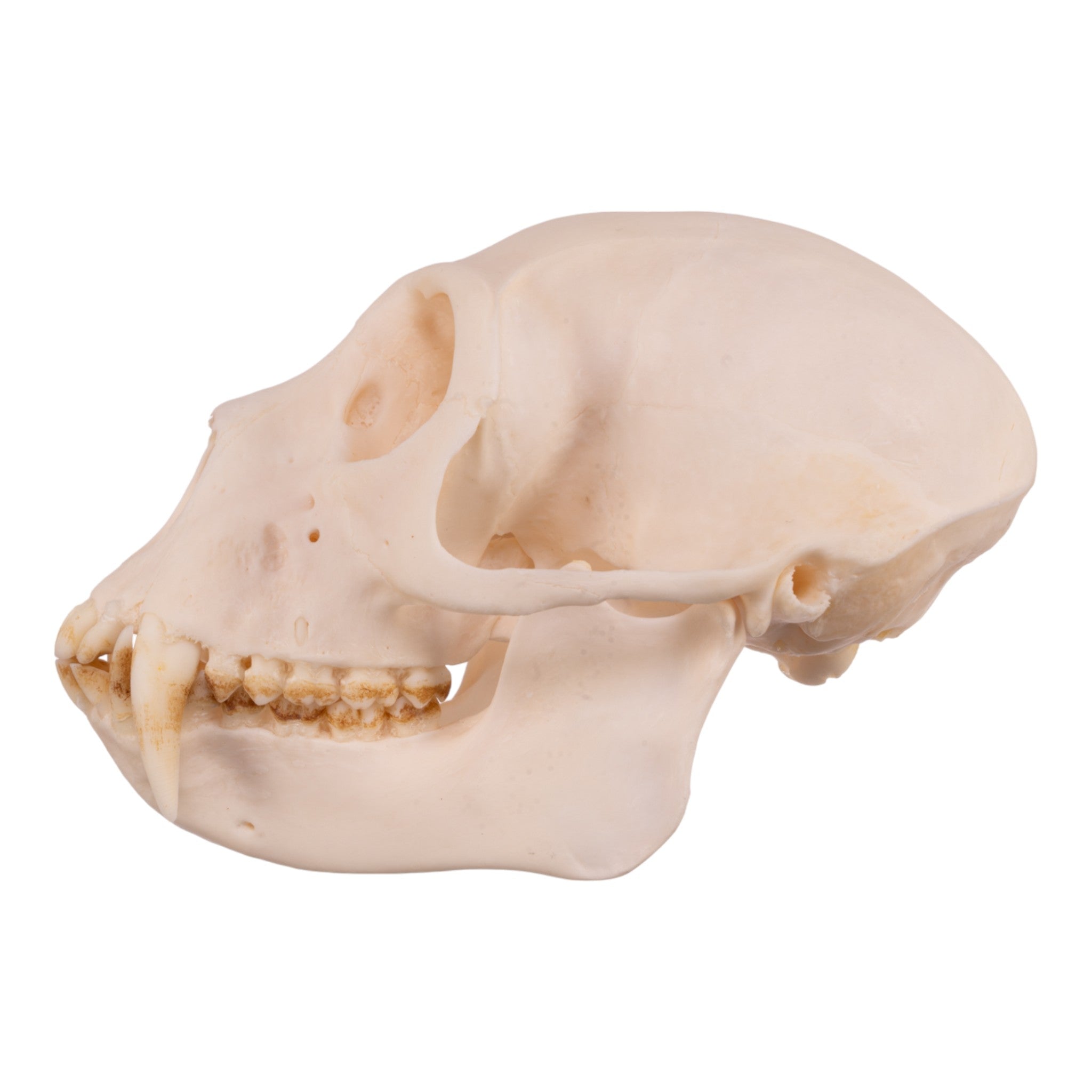Authentic Greater Spot-Nosed Monkey Skull - Male Specimen for Collectors, Anthropology Study & Home Decor | Perfect for Science Classrooms, Taxidermy Displays & Gothic Decor