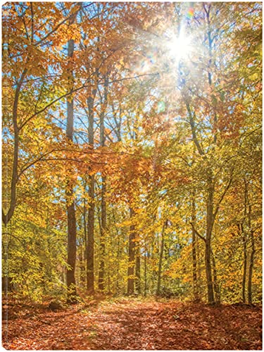 Autumn Forest