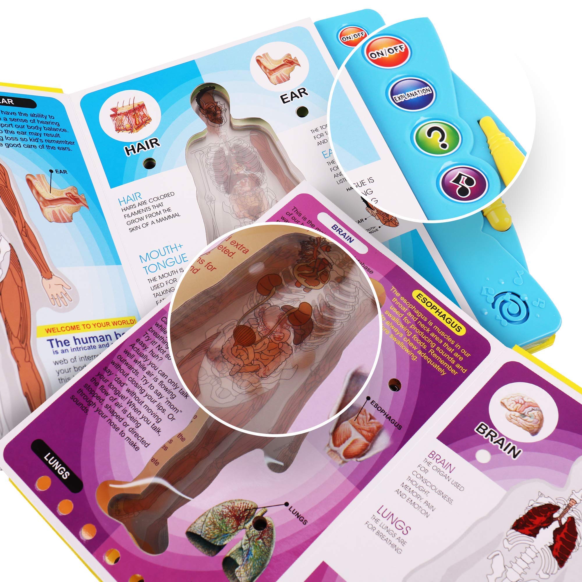 Boxiki Kids Human Body Book - Educational Science Activity Book for Ages 3+ | Perfect for Homeschool Learning & Preschool STEM Toys