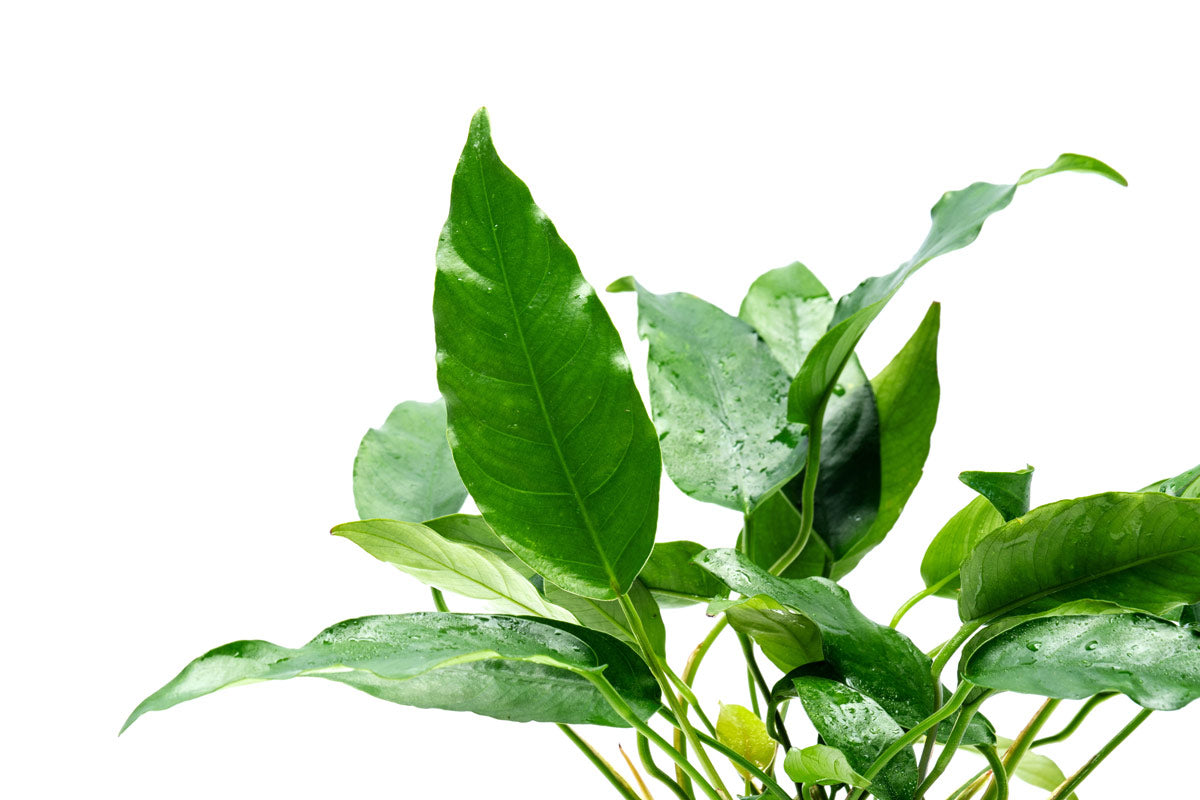 Anubias Short and Sharp Mother Plant - Live Aquatic Plant for Aquariums & Fish Tanks - Perfect for Aquascaping, Nano Tanks, and Shrimp Habitats