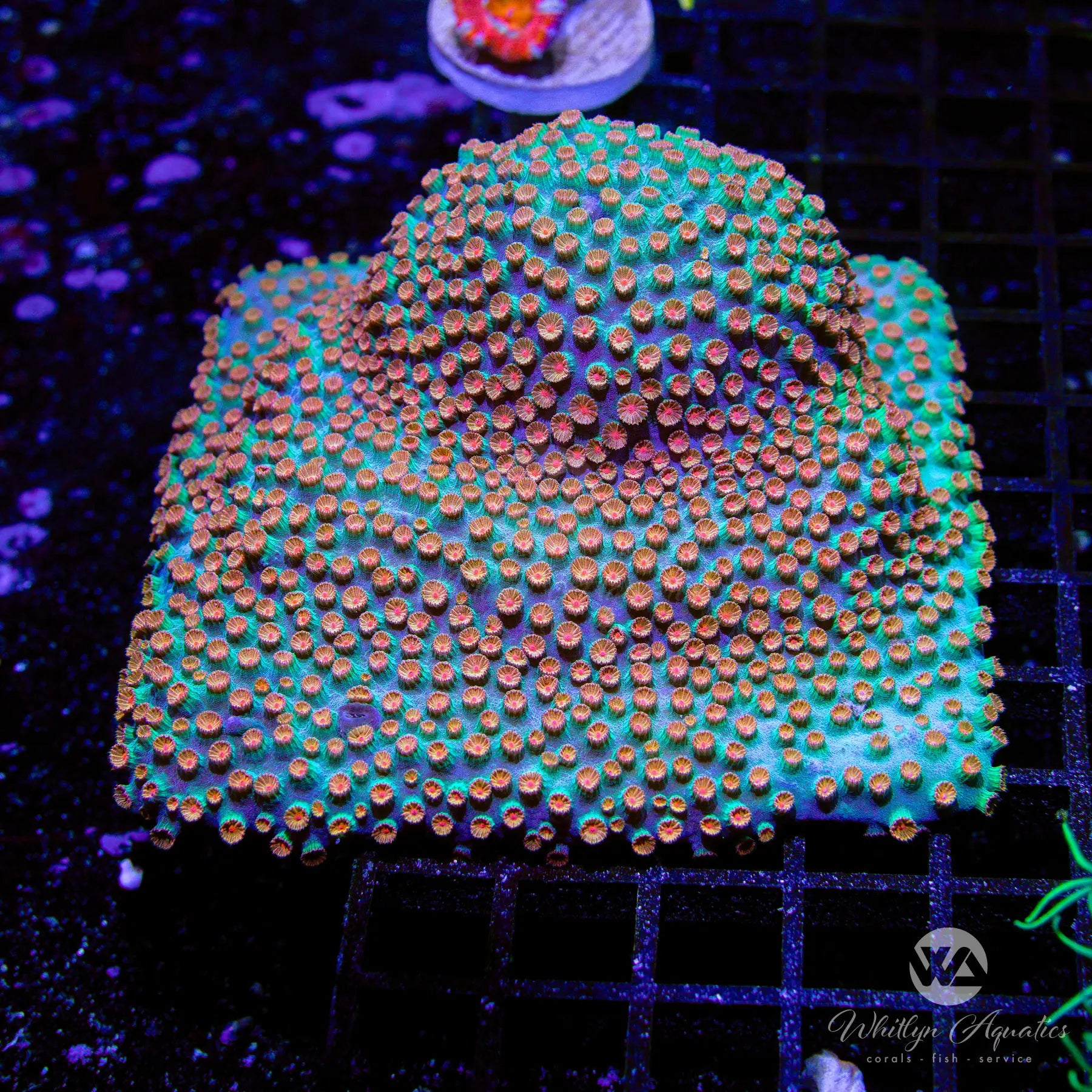 Meteor Shower Cyphastrea Coral for Saltwater Aquariums - Vibrant LPS Coral for Reef Tanks & Marine Aquascaping