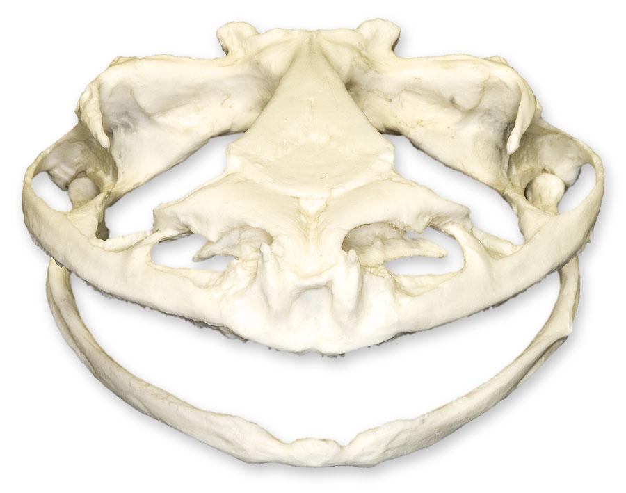 Authentic Replica Goliath Frog Skull - Lifelike Collectible Specimen for Science Education, Home Decor & Halloween Props