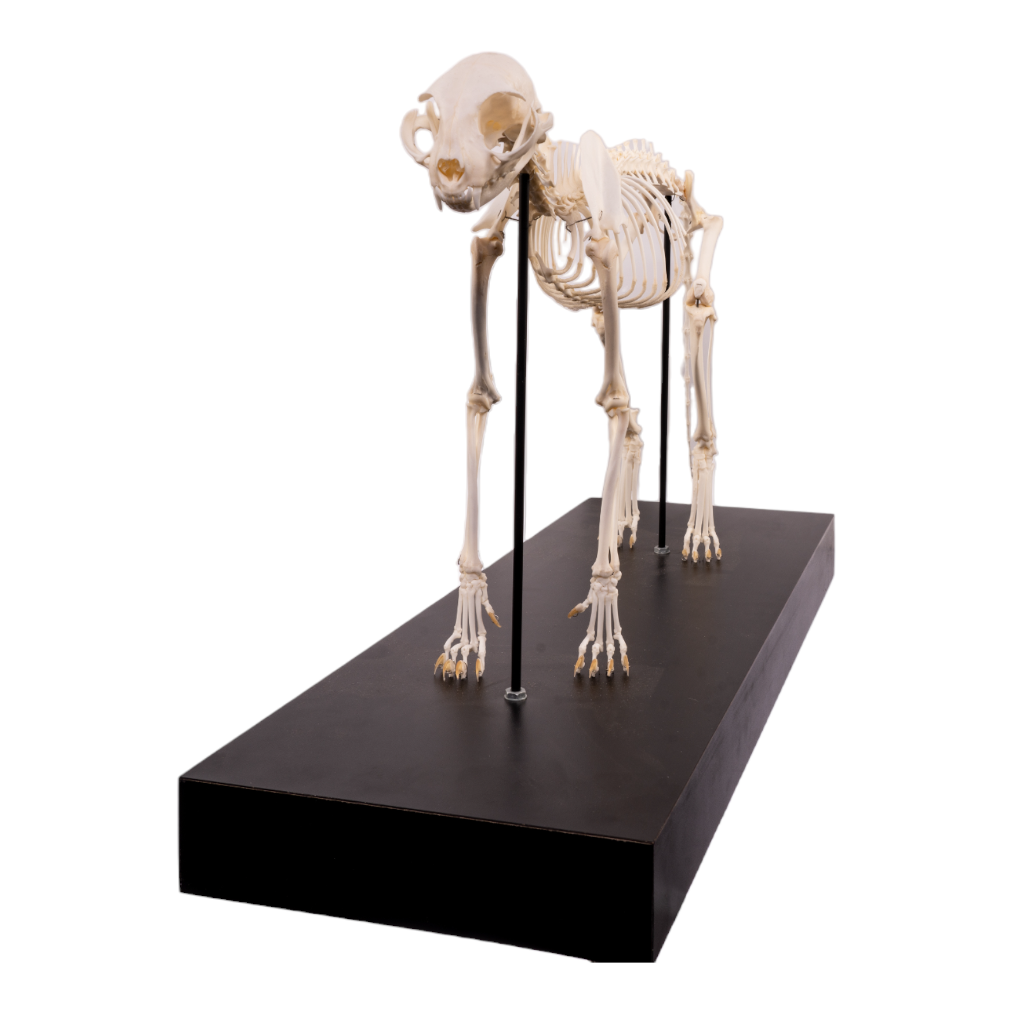 Authentic Domestic Cat Skeleton Specimen - Premium Quality Animal Skull for Science Education & Veterinary Study | Perfect for Classroom, Museum Display & Taxidermy Collection