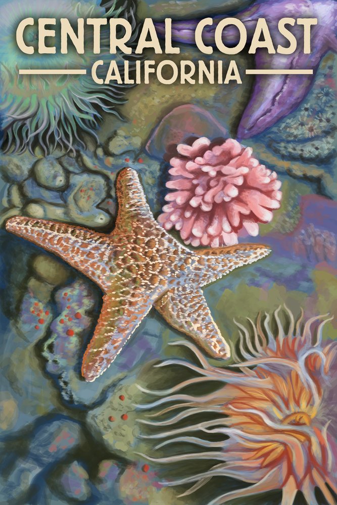 Lantern Press Central Coast California Tidepool Wall Art Poster - 12x18 Inches Coastal Decor for Living Room, Bedroom & Office - Perfect Beach House & Nautical Theme Decorations