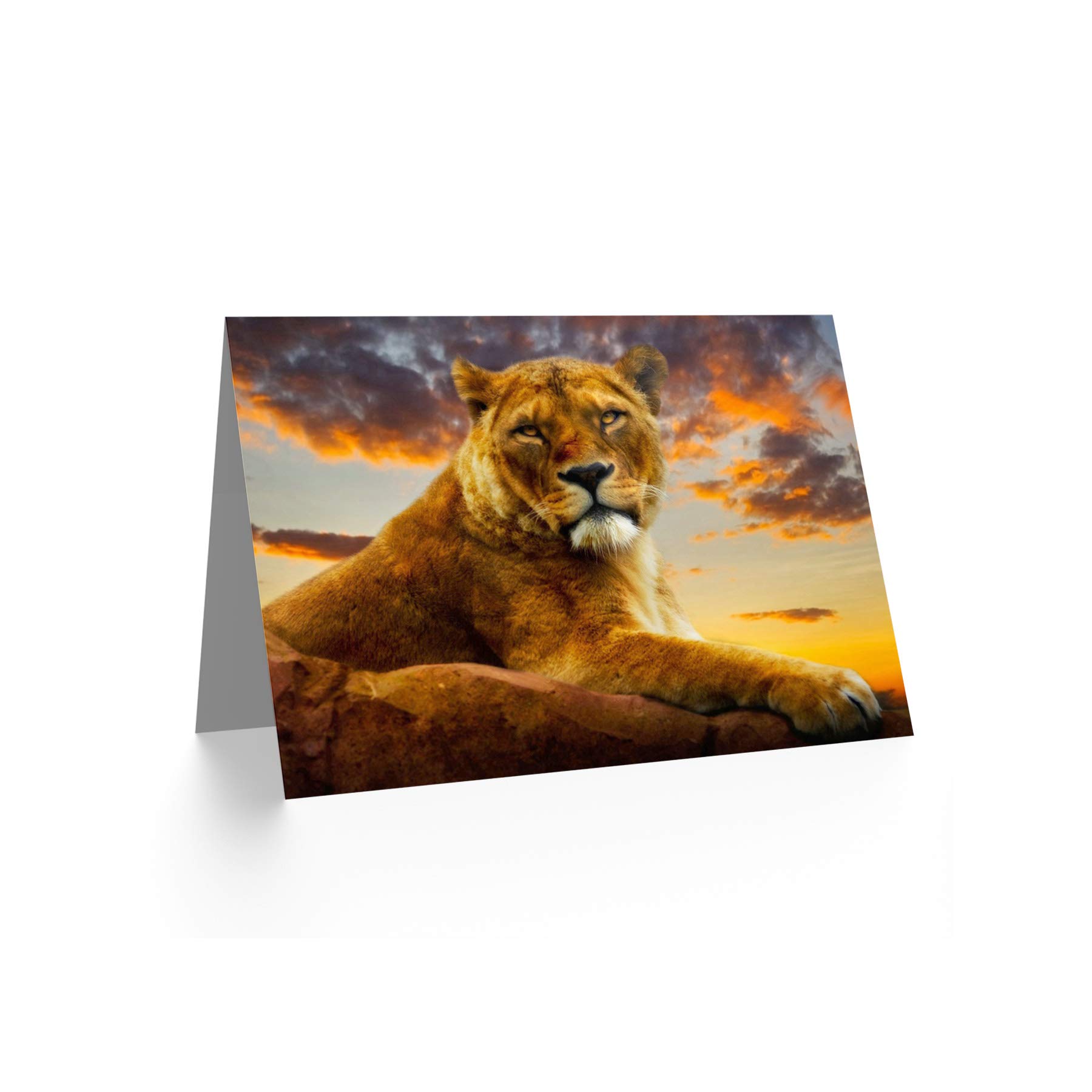 Wee Blue Coo African Lioness Sunset Photo Blank Greeting Card - Perfect Birthday Gift, Thank You Card & Wall Art for Wildlife Lovers