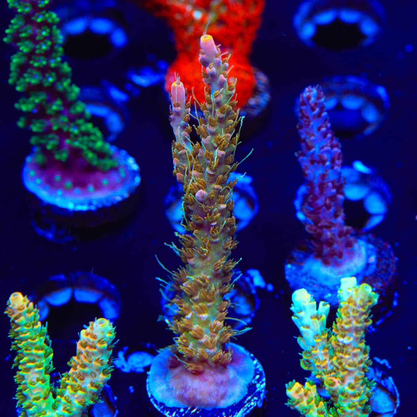 Premium CC Voodoo Majick Acropora Coral for Saltwater Aquariums - Vibrant Live Coral for Reef Tanks & Marine Aquascaping