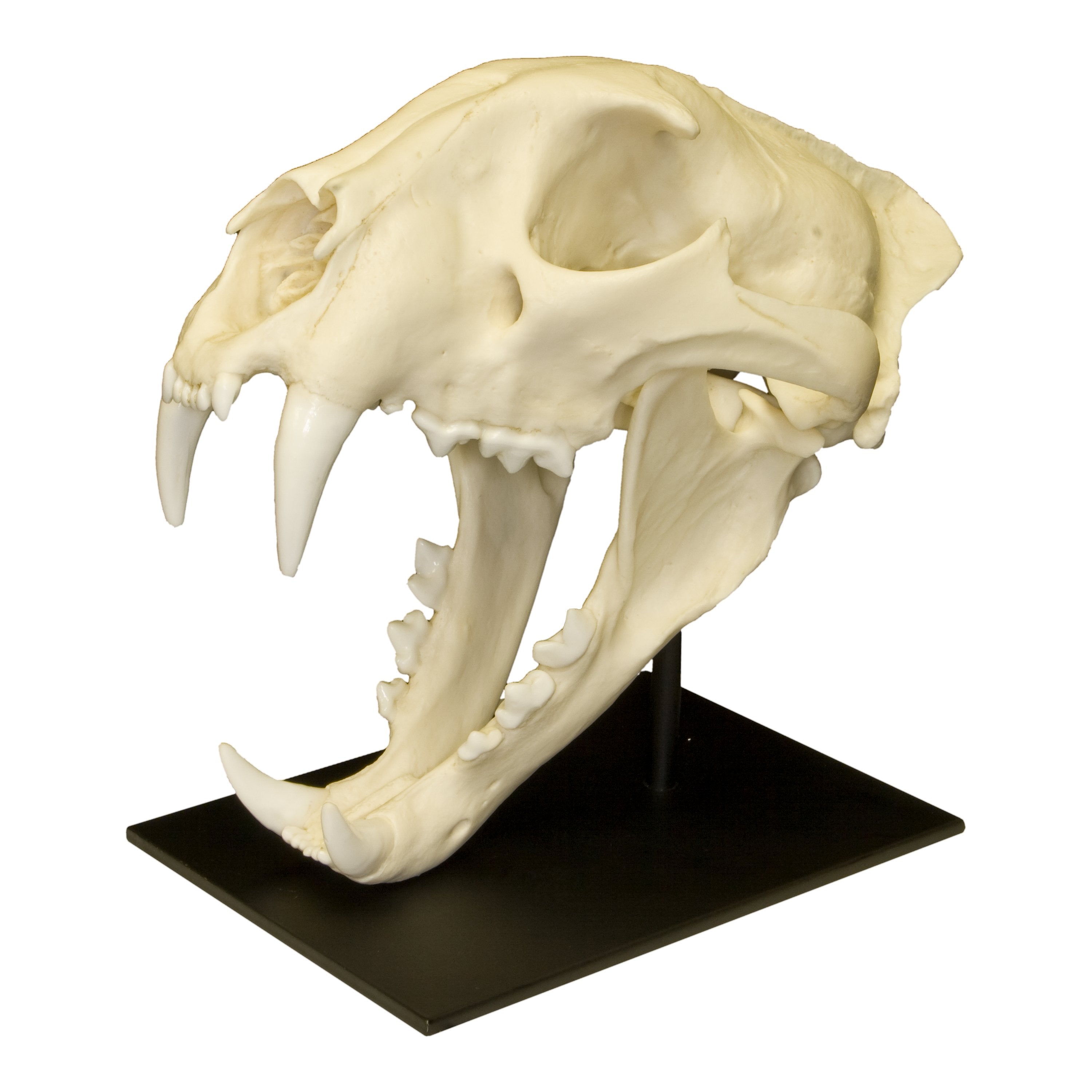 Authentic African Leopard Skull Replica - Premium Home Decor & Unique Gift for Wildlife Enthusiasts - Perfect for Safari-Themed Rooms, Hunting Lodges & Taxidermy Displays