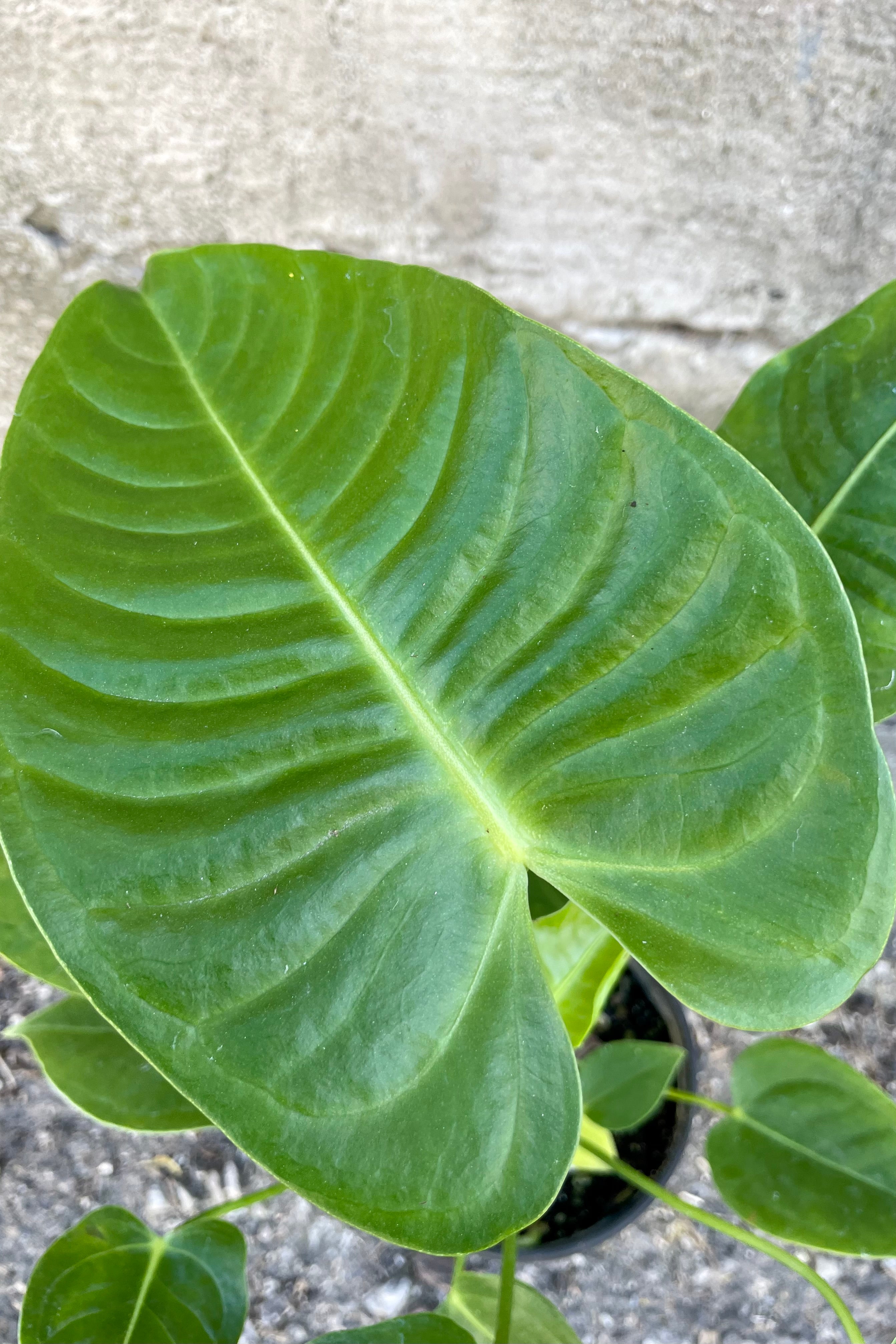Anthurium Veitchii King - Rare Tropical Houseplant for Indoor Gardens, Home Decor & Plant Enthusiasts | Perfect for Living Rooms, Offices & Greenhouses