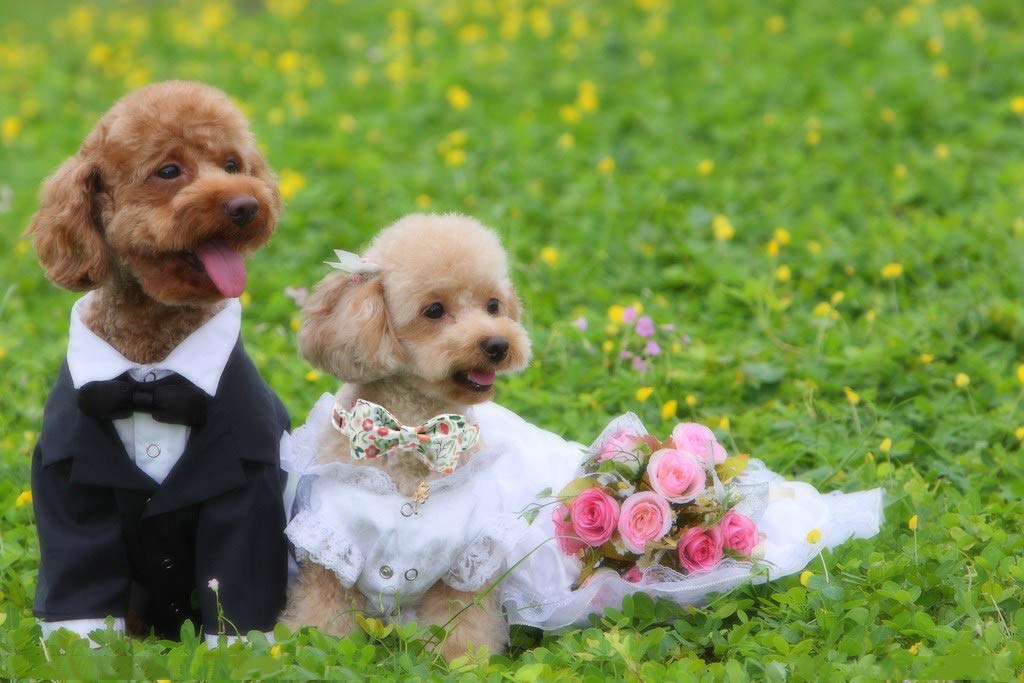 Elegant Adjustable Dog Collar with Bow Tie - Comfortable Pet Collar for Small, Medium & Large Dogs & Cats - Perfect for Parties, Weddings & Special Occasions