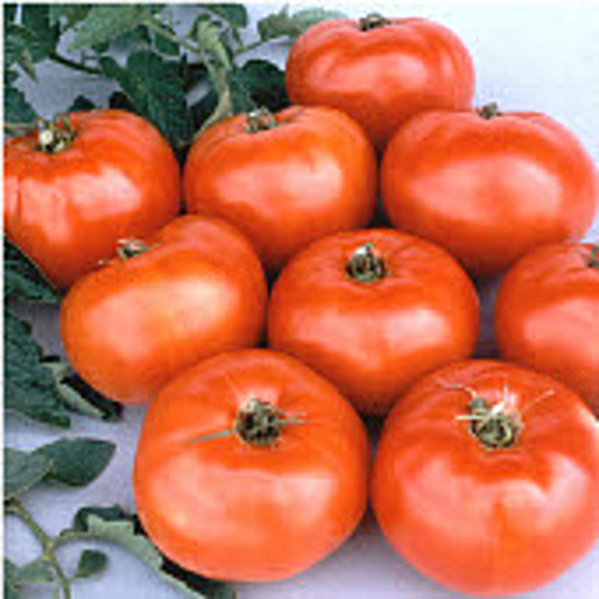 Jet Star Tomato Seeds (20+ Seeds) | Non-GMO Heirloom Variety | High-Yield Vegetable Seeds for Home Garden, Greenhouse & Container Planting | Perfect for Salsa, Salads & Fresh Eating