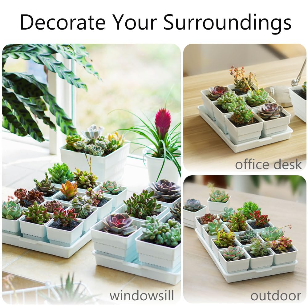 12Pcs 2.8 Inch Succulent Pots with Drainage Holes & 14x9.4 Inch Tray - Plastic Square Planters for Cactus, Seedlings, Herbs - Perfect for Indoor Gardening, Windowsill Decor, Office Desk Plants