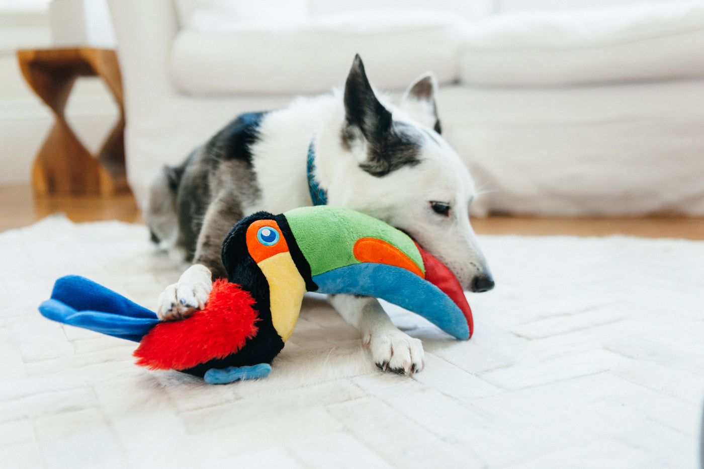 Tito the Toucan Plush Dog Toy - Fetching Flock™ Collection by Pet P.L.A.Y. | Durable & Soft Chew Toy for Small & Medium Dogs | Perfect for Fetch, Cuddling & Interactive Playtime