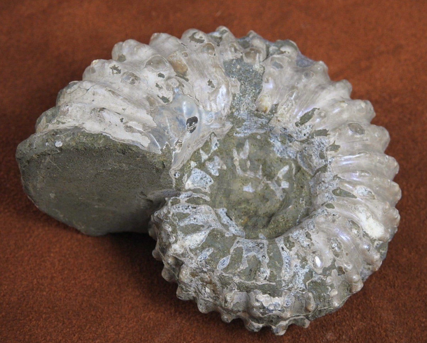 Authentic Ammonite Fossil from Morocco - Natural Stone for Home Decor, Jewelry Making & Collection - Perfect for Gifts, Meditation & Healing Crystals