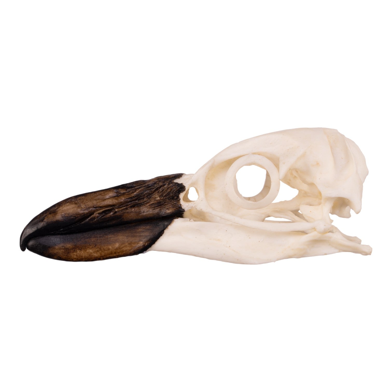 Replica Magellanic Penguin Skull - Lifelike Educational Model for Science Classrooms, Museums & Home Decor | Perfect for Biology Study, Animal Lovers & Unique Gifts