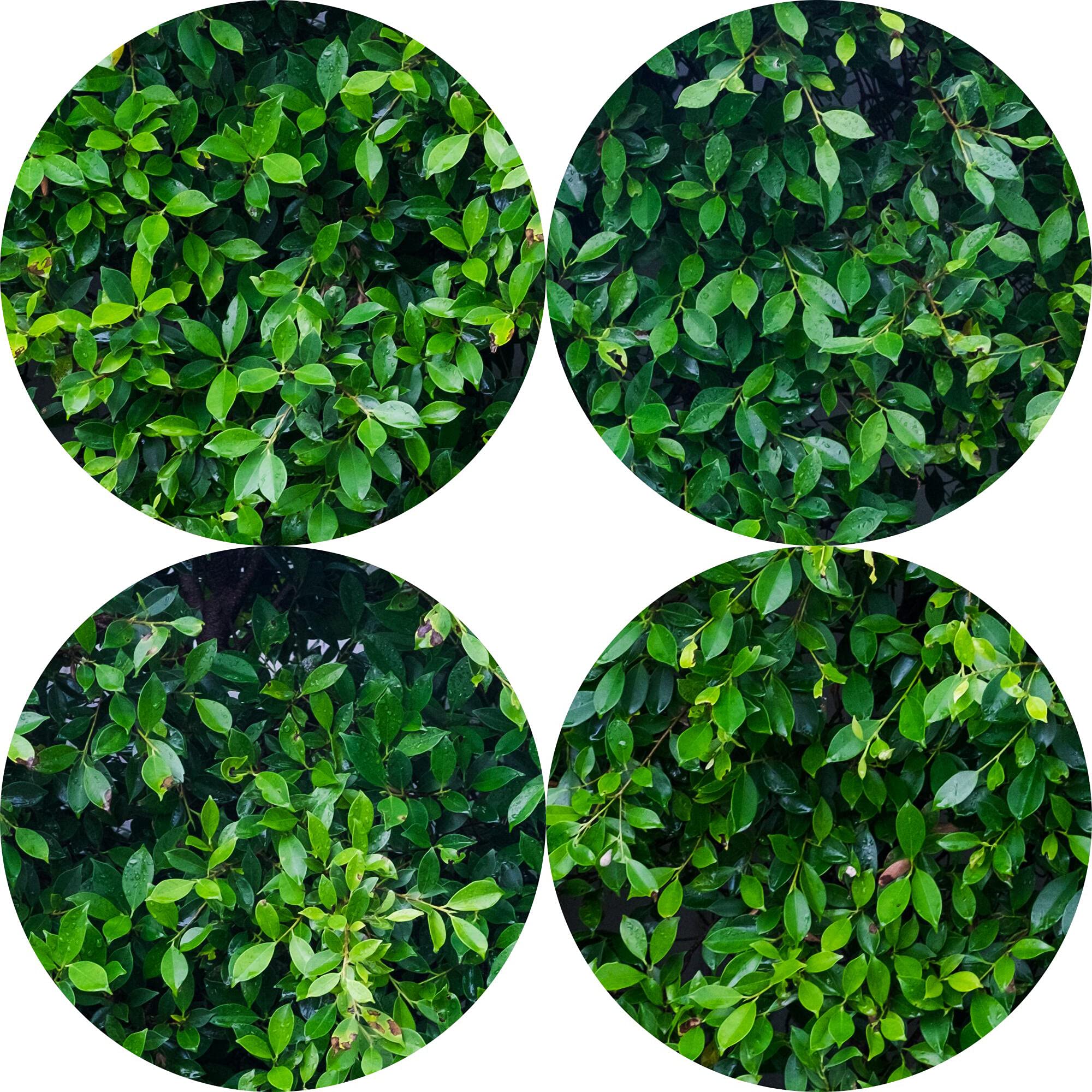 HUAYI 8x6ft Green Grass Leaves Fence Backdrop - Premium Stretch Resistant Econ Vinyl Photo Booth Background for Birthday, Baby Shower, Wedding, Bridal Shower Party Decor - Perfect for Indoor/Outdoor Events & Social Media Photography (FW-2101)