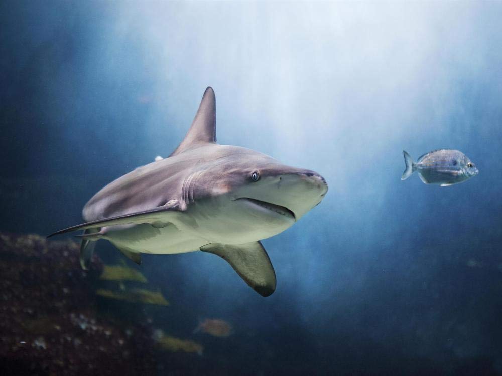 1500 Piece Jigsaw Puzzle for Adults - Premium Wooden Animal & Scenery Puzzle (Shark Theme, 87x58cm) - Challenging DIY Educational Toy Gift for Family Game Night & Stress Relief