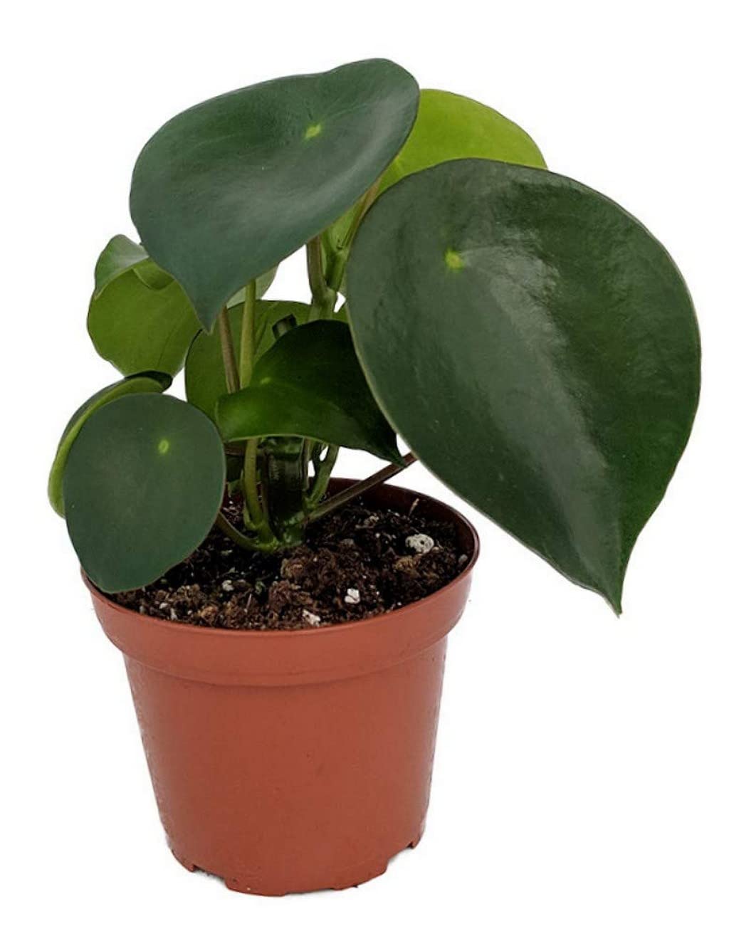 OhhSome Raindrop Chinese Money Plant (Peperomia Polybotrya) - Live Indoor Houseplant with Healthy Growth - Perfect for Home Decor, Office Desk, and Gift Giving