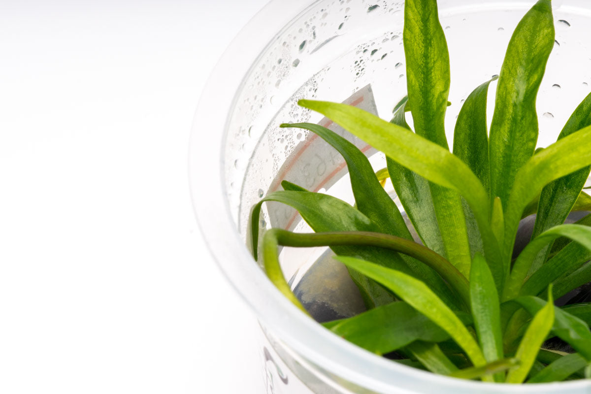 Helanthium Bolivianum Aquatic Plant - Live Freshwater Aquarium Plant for Fish Tanks, Ponds & Terrariums | Easy Care Low Light Plant for Beginners | Perfect for Aquascaping & Natural Habitat Decoration