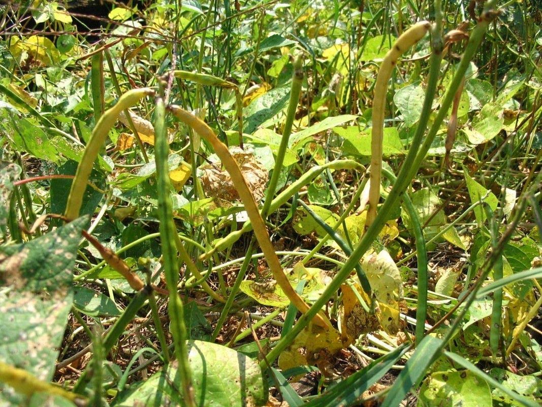 Zipper Cream Cowpea Seeds - Large, Easy-Shelling Cream Pea Variety - 2-3 ft Bushy Plants (100 Seeds) for Home Gardening & Southern Cooking