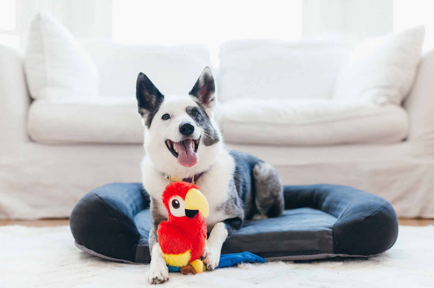 Paula the Parrot Plush Dog Toy - Fetching Flock™ Interactive Chew Toy for Small & Large Dogs | Durable & Safe Pet Play Toy for Fetch, Cuddle & Training Sessions