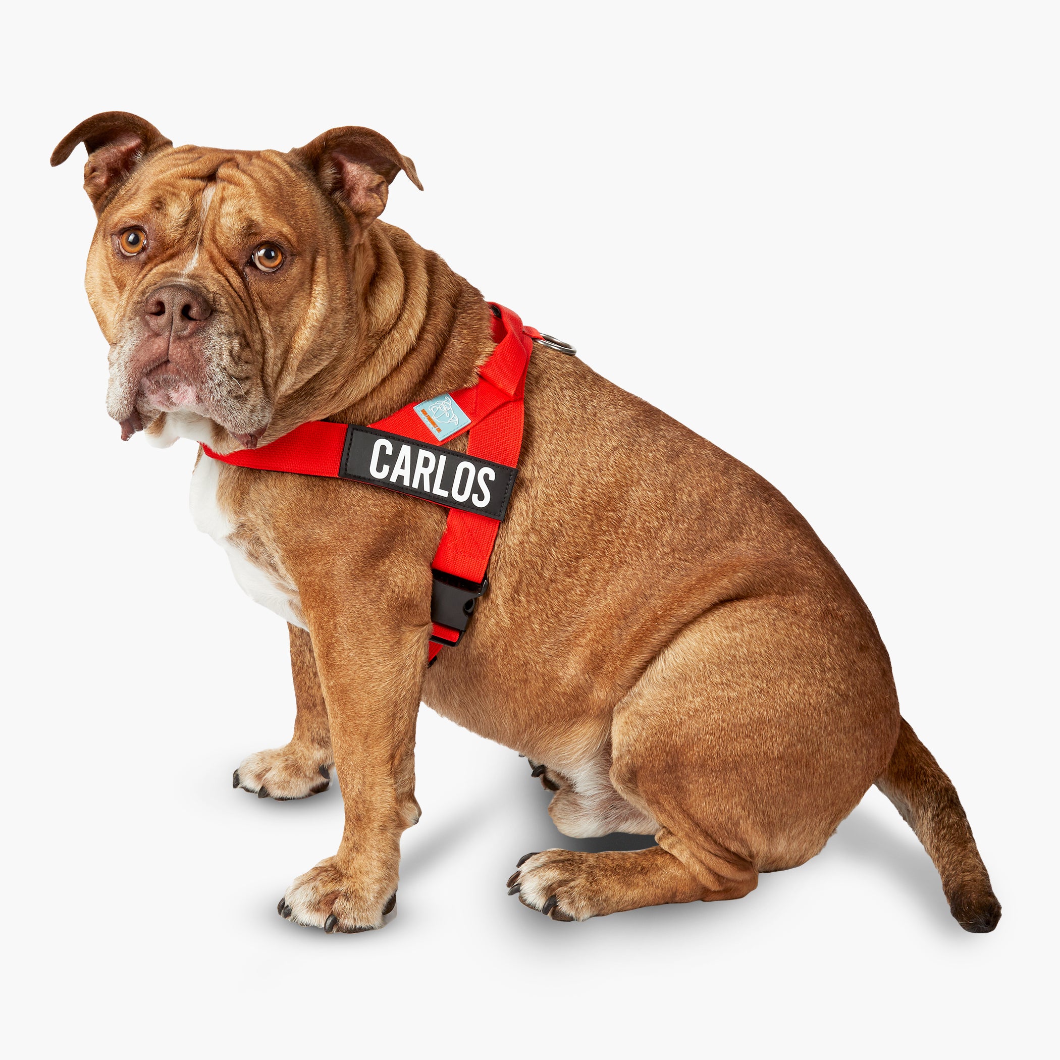 Premium No-Pull Dog Harness with Padded Chest - Adjustable & Reflective for Small to Large Dogs - Perfect for Walking, Running & Outdoor Adventures