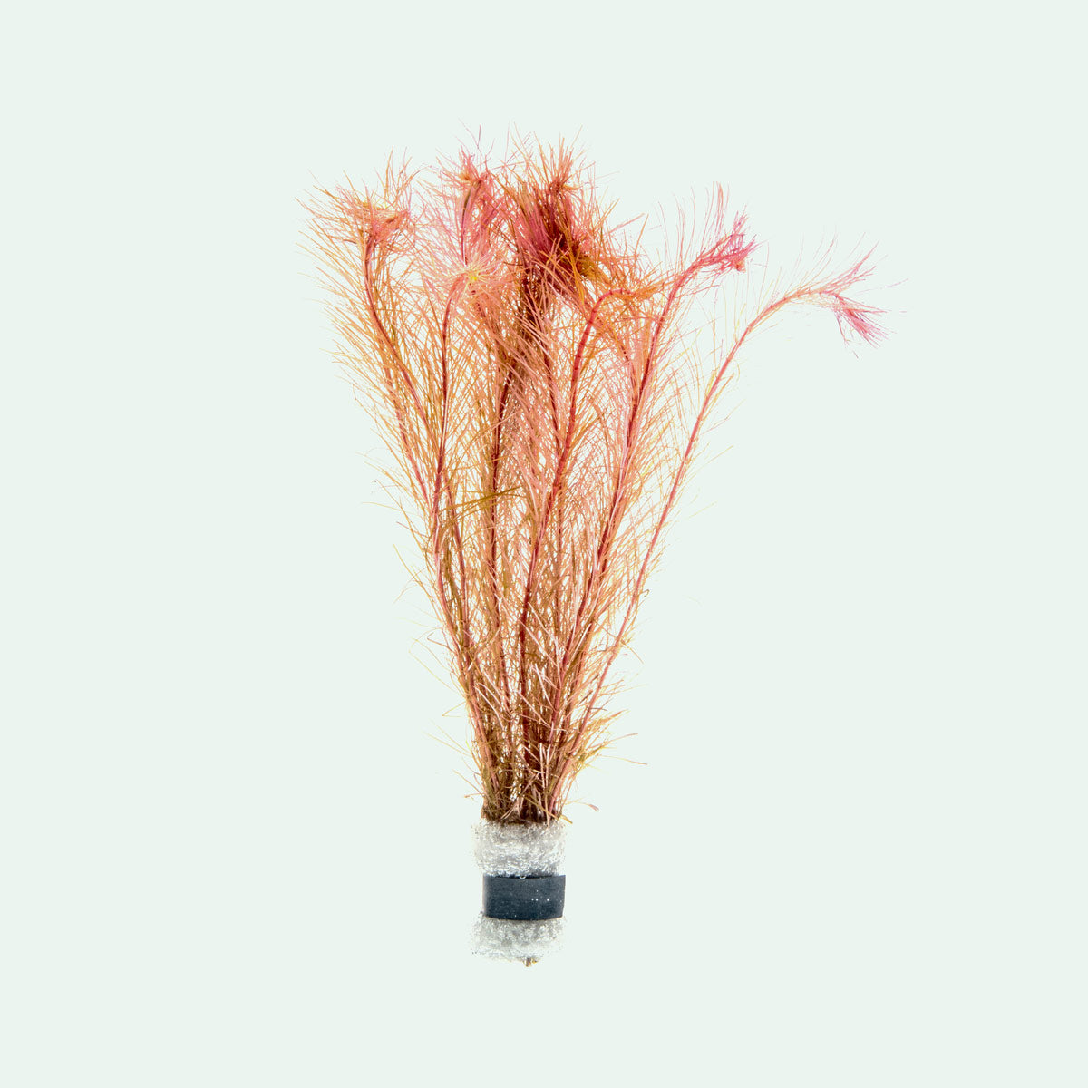 Rotala Wallichii Aquatic Plant for Aquariums - Perfect for Freshwater Fish Tanks, Aquascaping & Planted Aquariums