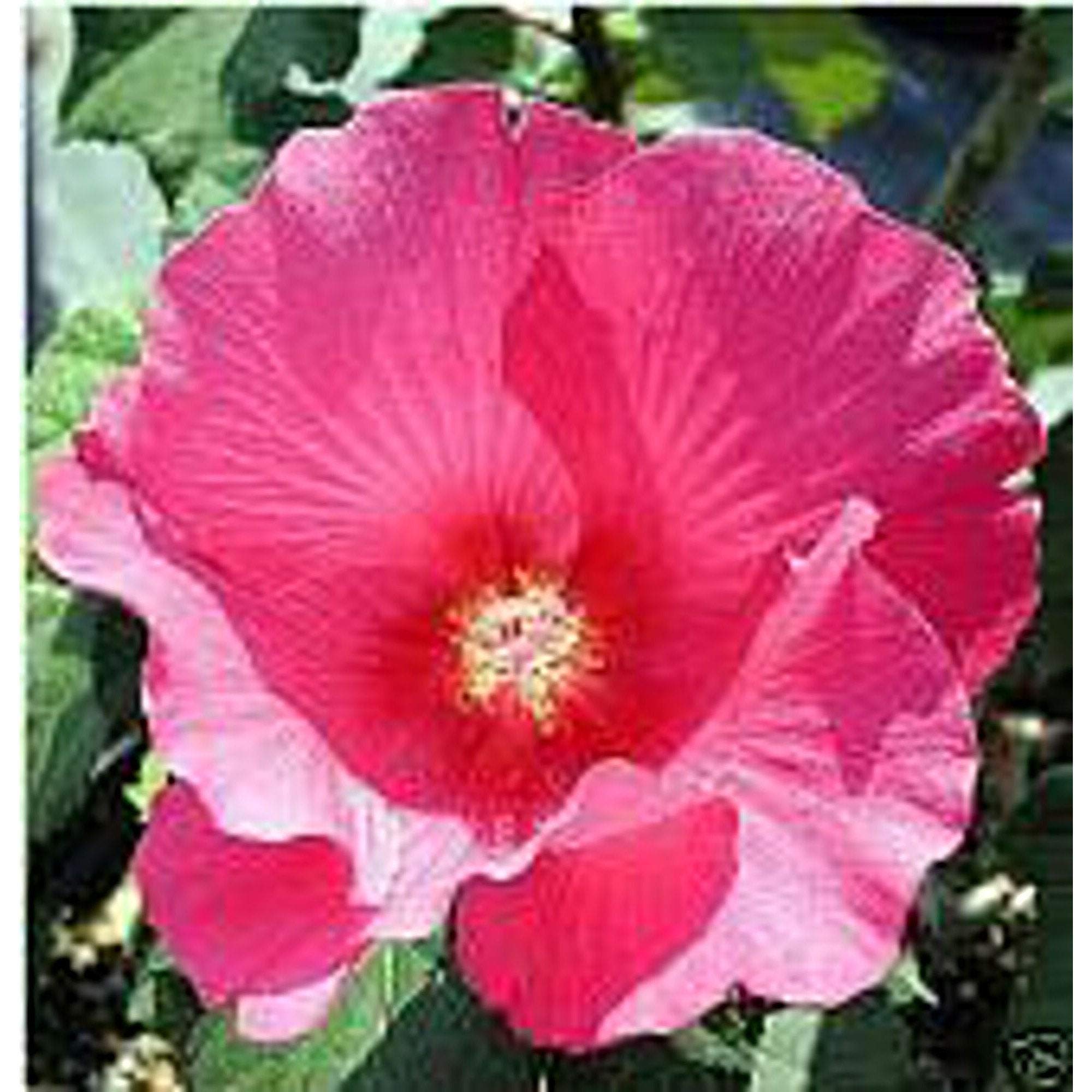 Confederate Rose Hibiscus Seeds - 25+ Non-GMO Flower Seeds for Planting, Gardening & Landscaping - Perfect for Home Gardens, Backyards & Outdoor Decor
