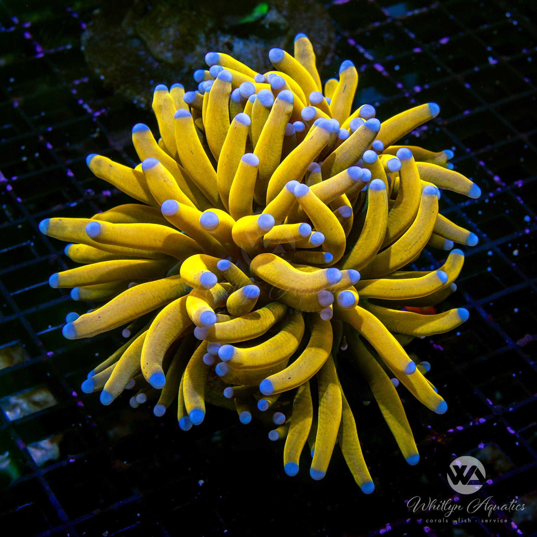 24K Gold Torch Coral for Saltwater Aquarium - Vibrant LPS Coral for Reef Tanks & Marine Aquascaping - Perfect for Beginners & Advanced Hobbyists