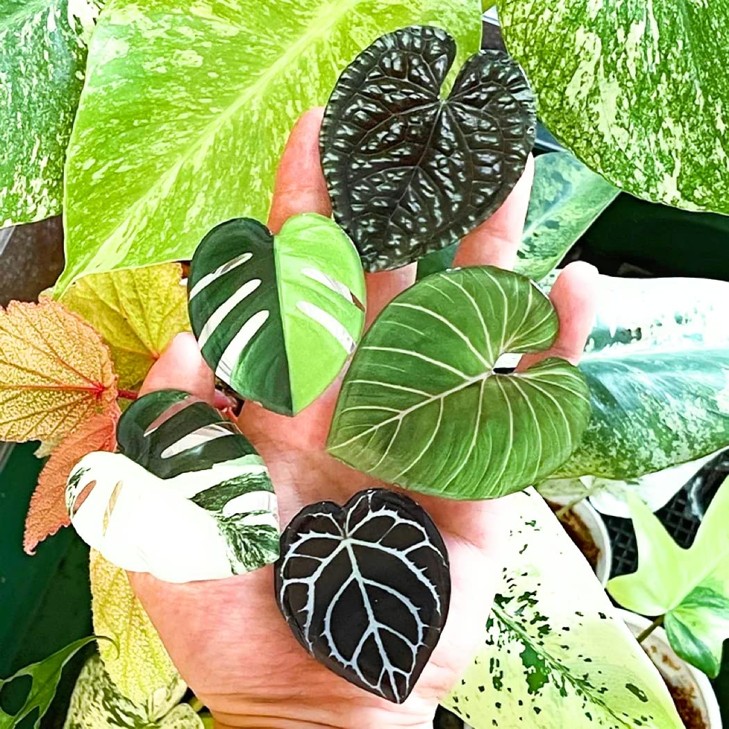 Monstera Anthurium Philodendron Leaf Tropical Aroid Plant Phone Grip - Non-Slip Handle for iPhone, Samsung & Tablets (Crystallinum) - Perfect for Home, Office & Travel Use