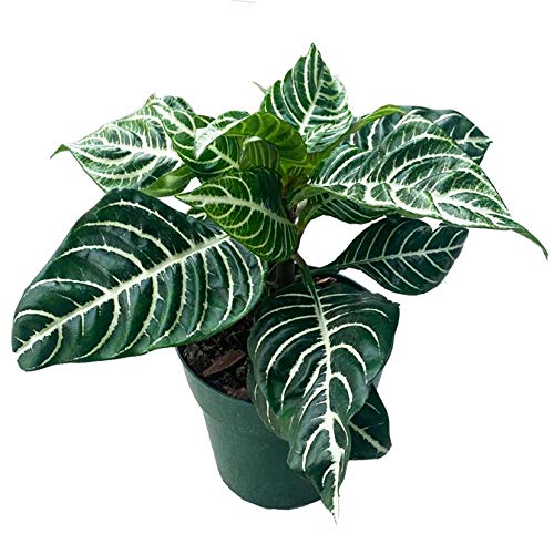Snow White Zebra Plant (Aphelandra Squarrosa) - Rare Tropical Houseplant in 4 Inch Pot - Perfect for Home Decor, Office & Indoor Gardening Gifts