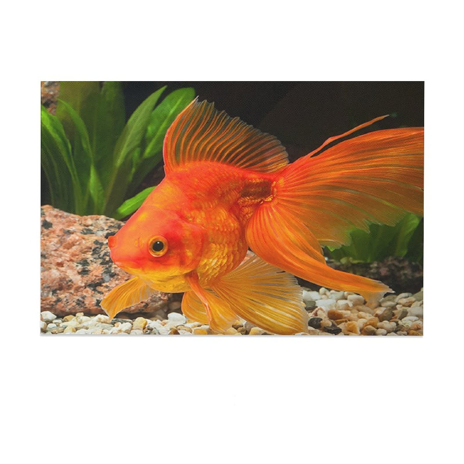Red Fantail Goldfish 6 Canvas Poster - 12×18inch (30×45cm) Wall Art for Bedroom, Office & Living Room Decor - Perfect Gift for Fish Lovers & Home Decoration - Ideal for Aquatic Theme Rooms, Pet Stores & Relaxing Spaces