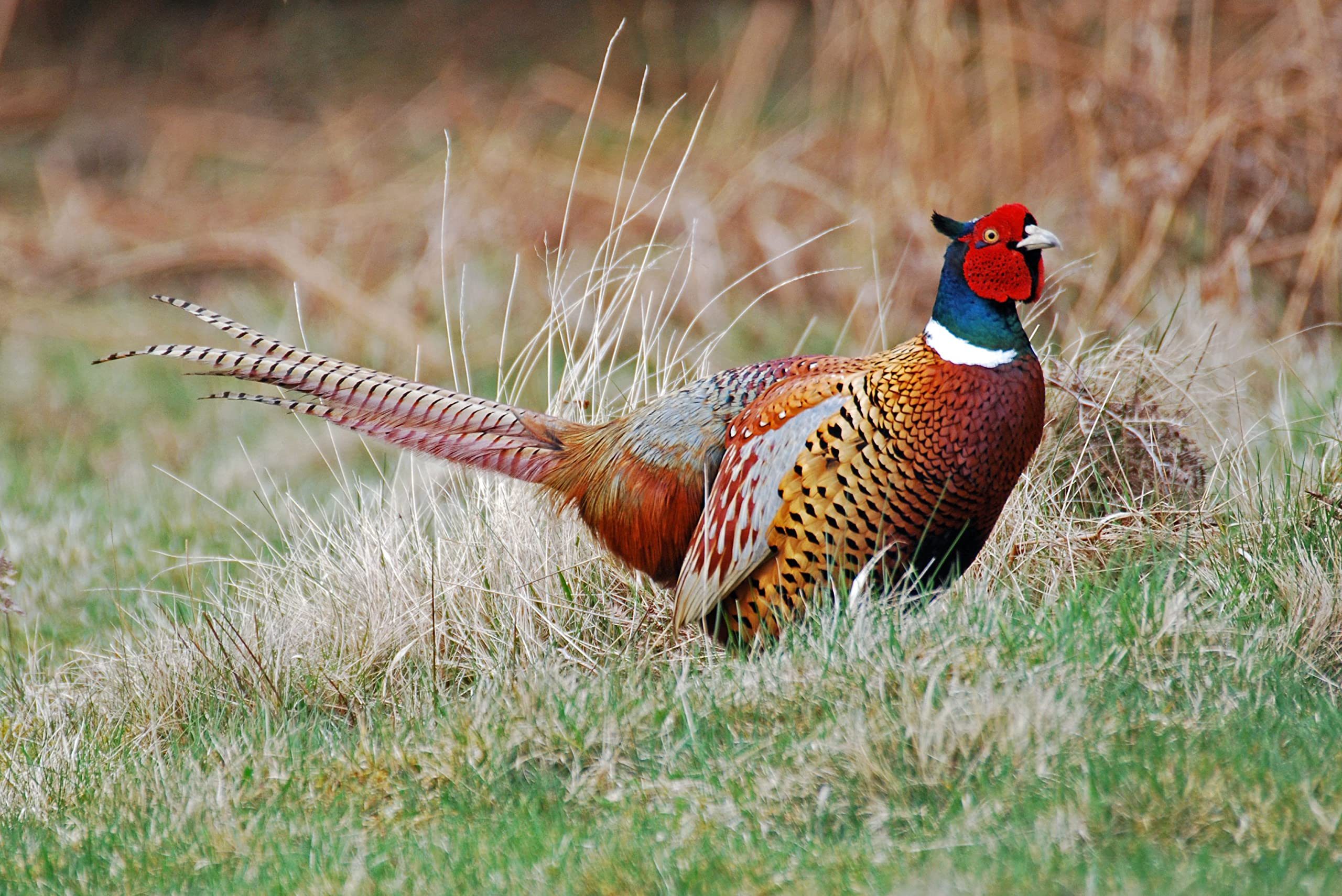 Premium Diamond Painting Kit - Stunning Pheasant Animal Art with Round Diamonds | DIY Wall Decor for Bedroom, Living Room & Home Office | Perfect Gift for Adults & Craft Lovers