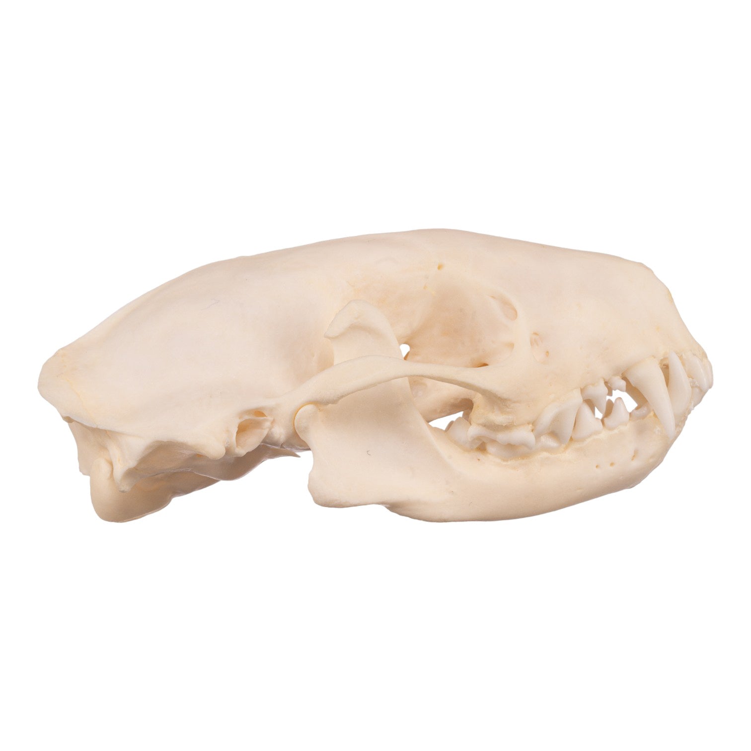 Authentic Real Striped Skunk Skull - Taxidermy Specimen for Science Education, Oddity Collectors & Home Decor | Perfect for Biology Classrooms, Gothic Decor & Natural History Displays