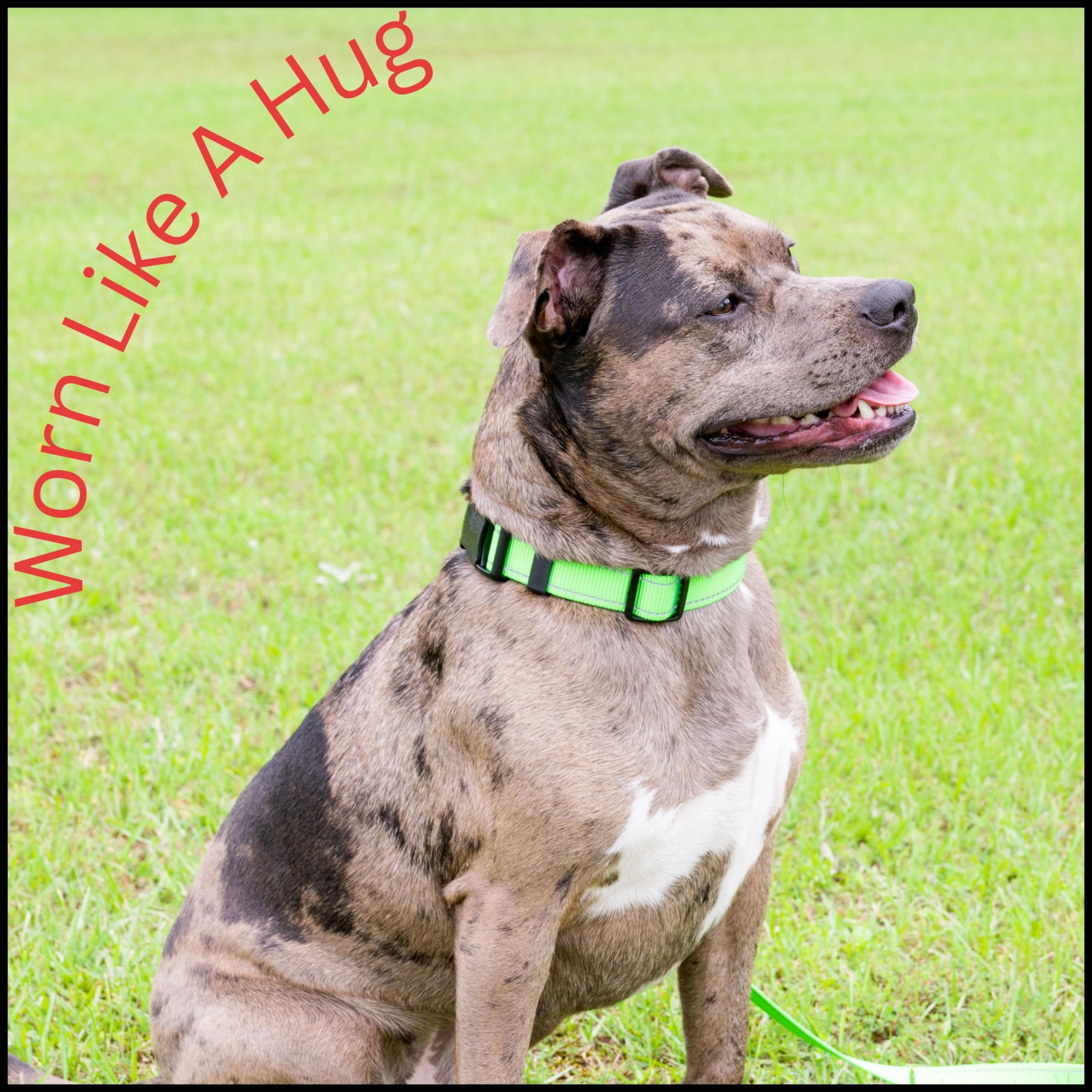 Country Brook Petz - Small Hot Lime Green Reflective Nylon Dog Collar with Heavy-Duty Buckle - Perfect for Night Walks & Outdoor Adventures