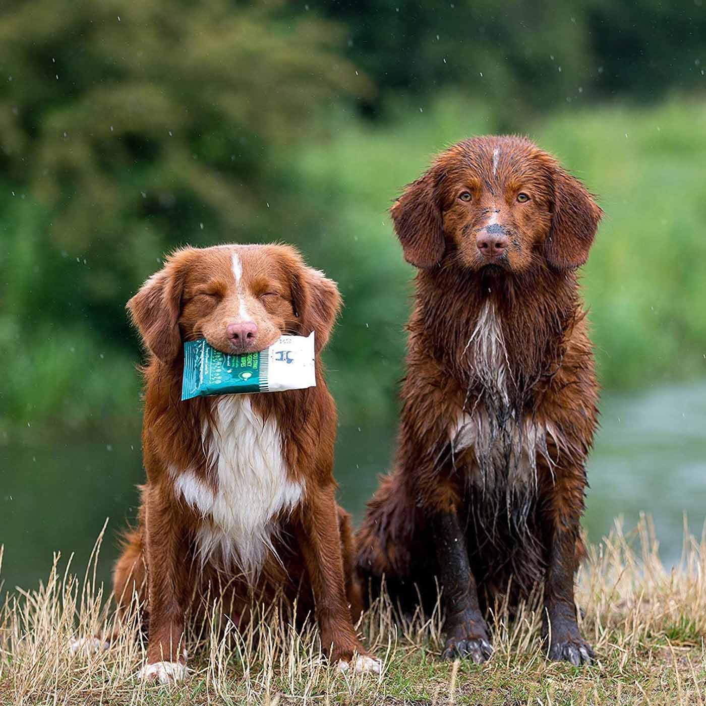 HOWND Yup You Stink Emergency Wipes for Dogs & Pets - Odor Eliminating Grooming Wipes for Quick Cleanups Between Baths, Travel & Outdoor Adventures
