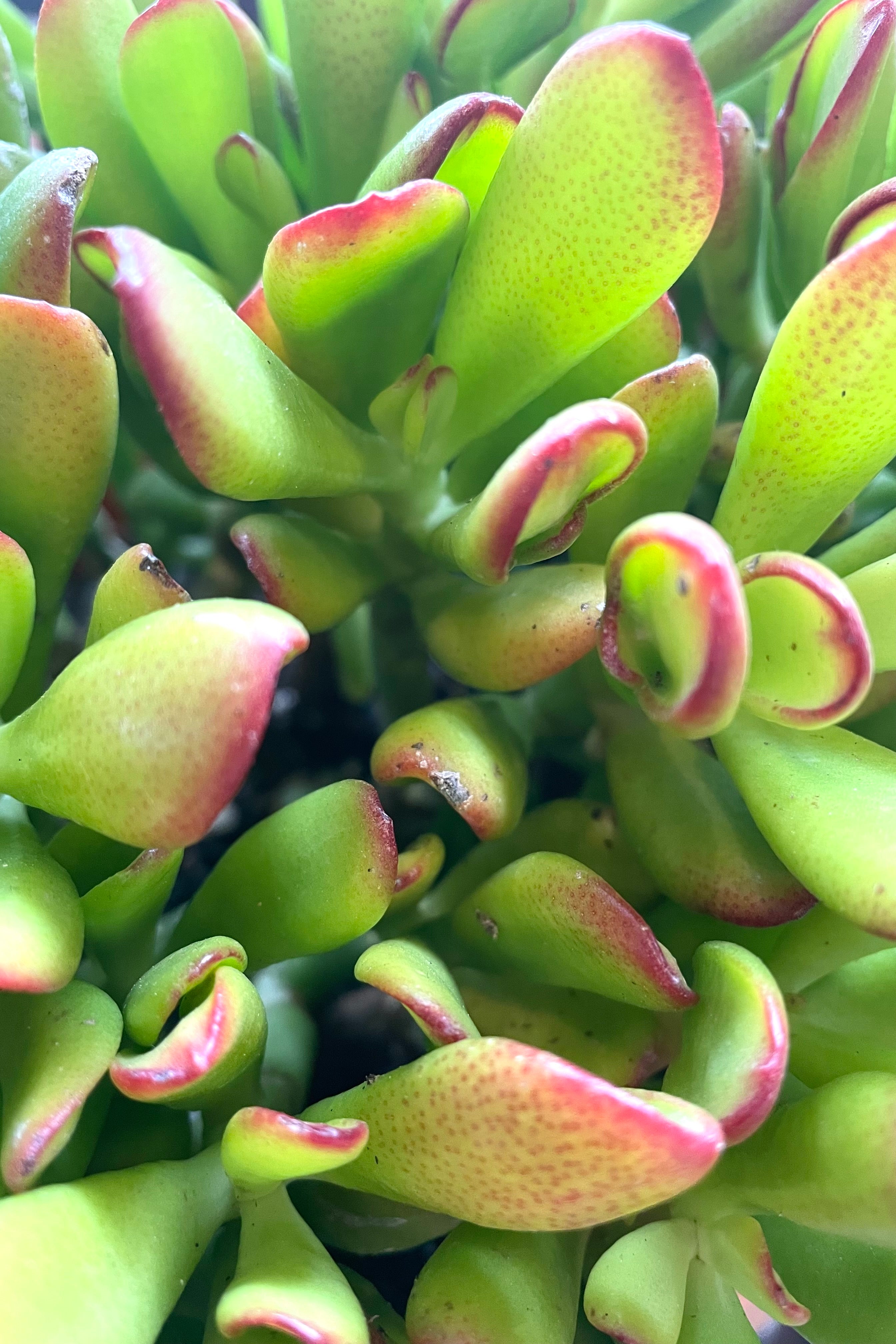 Crassula ovata 'Hummel's Sunset' - 8