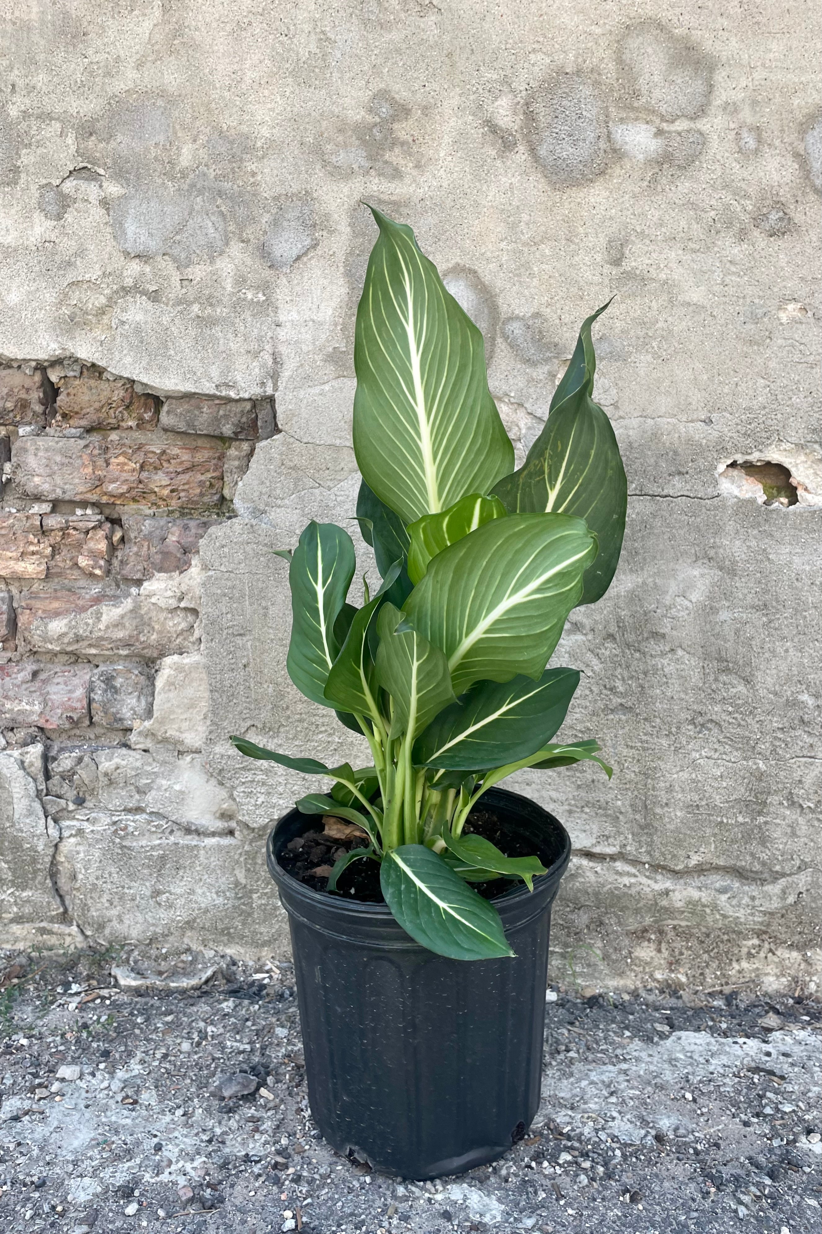 Dieffenbachia 'Sterling' 8 Inch Live Plant - Low Light Indoor Houseplant for Home, Office & Living Room Decor - Easy Care Tropical Foliage Plant for Beginners