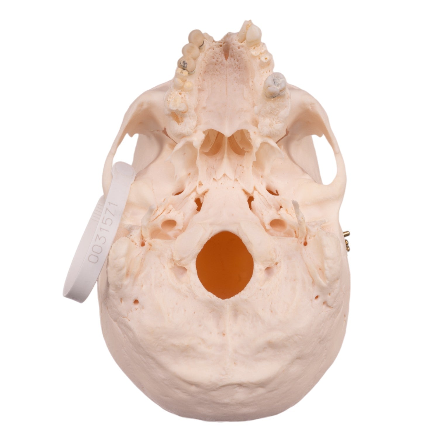 Authentic Human Skull Model for Medical Research & Education - Perfect for Anatomy Studies, Classroom Demonstrations & Halloween Decor