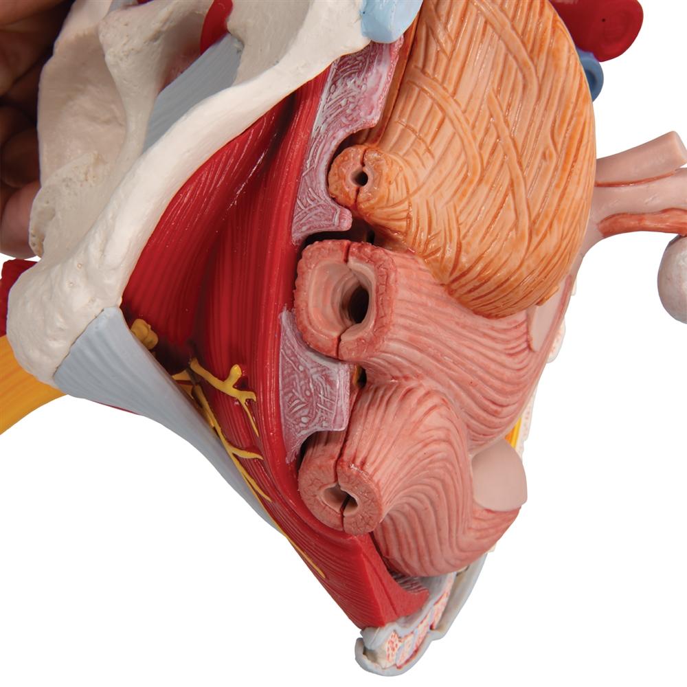 Female Pelvis Anatomy Model with Ligaments, Pelvic Floor & Organs - 6-Part Detachable Medical Educational Tool for Students, Doctors & Physical Therapists - Perfect for Classroom, Clinic & Home Study
