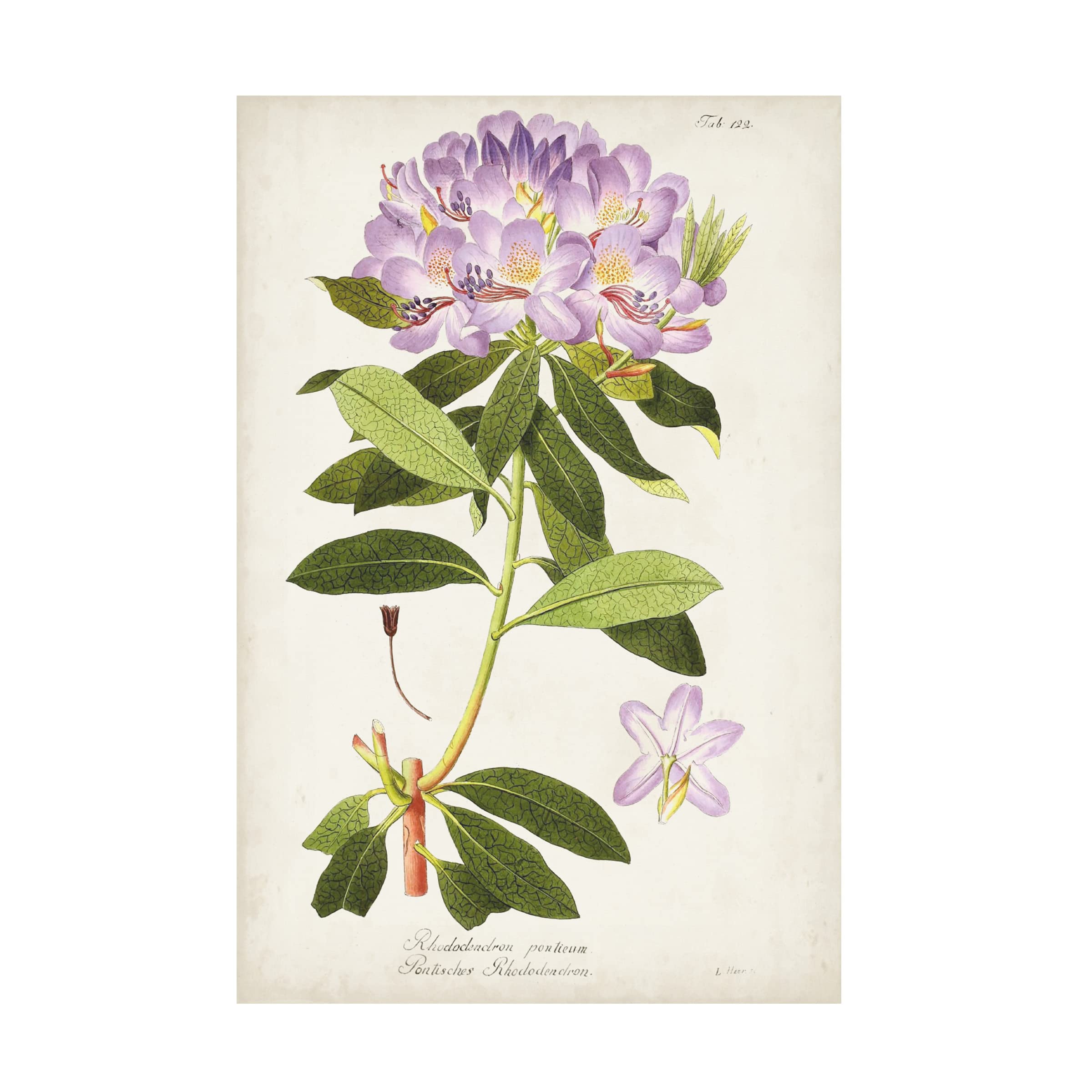 Trademark Fine Art 'Vintage Rhododendron II' Canvas Wall Art Print by Vision Studio - Perfect for Living Room, Bedroom & Office Decor
