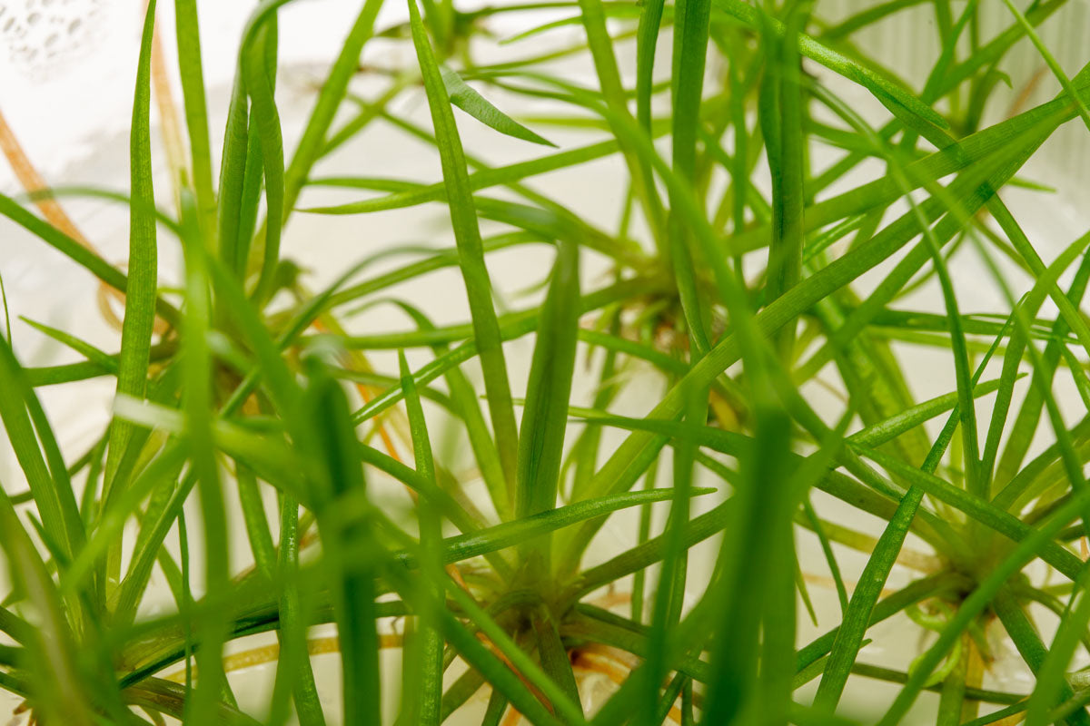 Echinodorus Tenellus Micro Tissue Culture - Live Aquatic Plant for Aquariums, Fish Tanks & Terrariums | Perfect for Foreground Carpeting, Nano Tanks & Planted Aquascapes