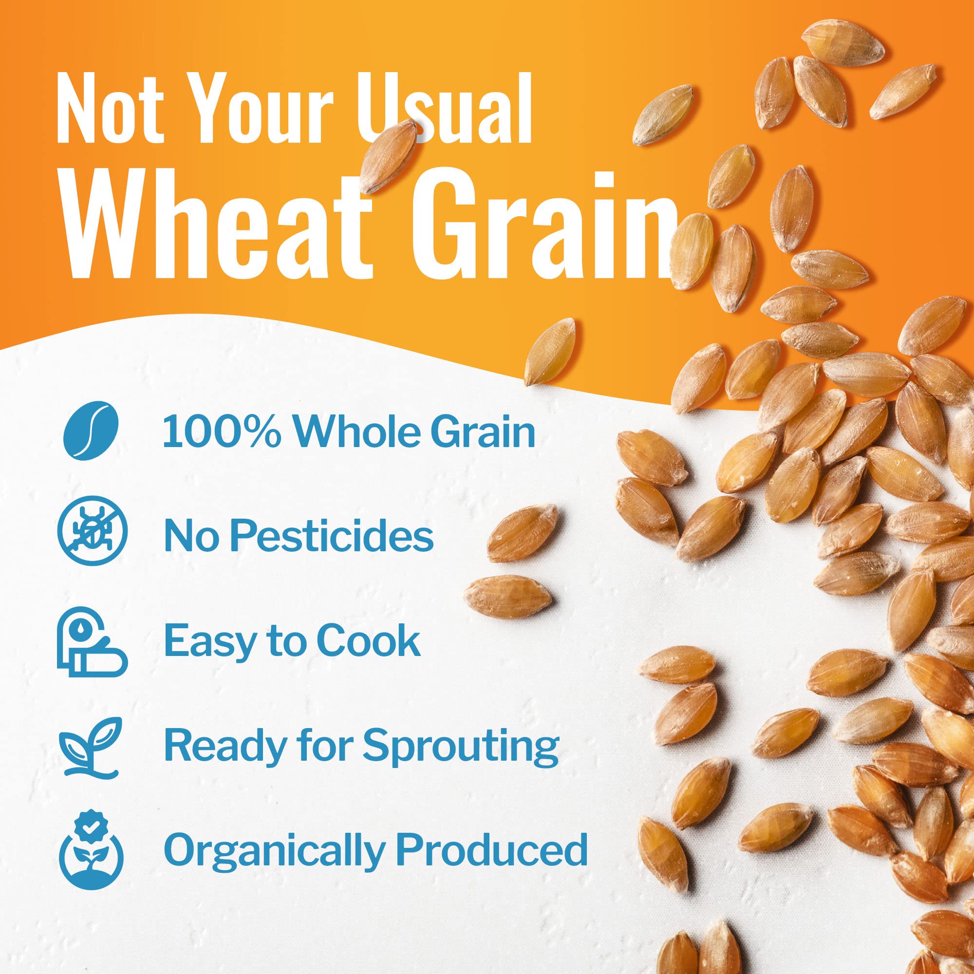 100% Organic Einkorn Berries & Farro Piccolo - Premium Ancient Grains for Milling Flour, Baking Bread, Cooking Pilafs & Soups | 25 lbs Bulk | Perfect for Healthy Homemade Recipes & Artisan Baking