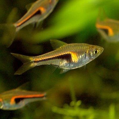 Glowlight Rasbora Fish - Live Tropical Freshwater Aquarium Fish for Home & Office Tanks - Perfect for Community Aquariums, Planted Tanks & Nano Setups